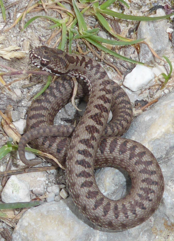 un piccolo di Vipera berus